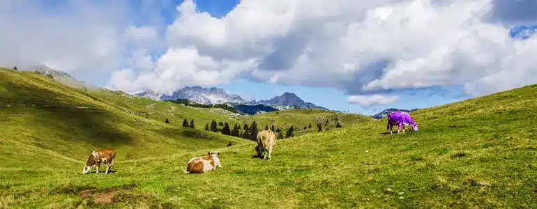 Marketing Automation to Drive Revenue